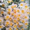 dendrobium thyrsiflorum x mousmee 31 32d0304e6e48109e3815648471327166 1024 1024 1