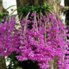 dendrobium anosmum 1 271e3d4a052e3c831d323ae964183758 1024 1024 1