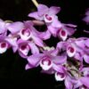 dendrobium parishii 1 2
