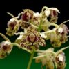 dendrobium tapiniense 1 1