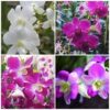 denphal misto 1