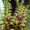 dichaea pendula 1 1