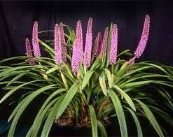 ARPOPHYLLUM GIGANTEA