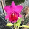 BLC. EDISTO NEWBERRY - PRÉ ADULTA