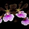 encyclia randii 1