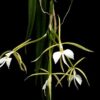 epidendrum parkinsonianum 1 1
