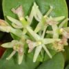 epidendruvesicatu 2