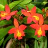 EPIPHRONITIS VEITCHII MUDA