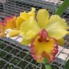 BLC. ERIN KOBAYASHI ADULTA