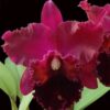 exotic dream n1 x blc oconee mendenhall 1