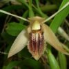COELOGINE OVALIS MUDA 5 A 10 CM 3 fa7f442d8c 1