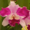 LC FIM "NATURE BEST" MUDA 10 A 15 CM 3 fim nature best 1