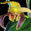 full bulb bulbophyllum lobbii 1