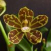 grammatophyllum scriptum 300x300 1 1