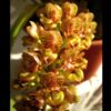 grobya fascifera 1 1