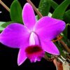 hadrolaelia pumila 1 1