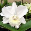BLC HAWAIIAN WEDDING SONG ADULTA