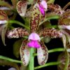 C. HELEN BROWN X LEOPOLDI MUDA 5 A 10 CM