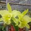 helen brown paradise 1