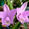 hoff. longipes x c. loddigesii 2 1