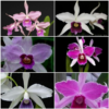 LAELIA PURPURATA MISTA 1 UNIDADE ADULTA 3 image 5