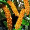 BULBOPHYLLUM CAREYANUM MUDA 3 images 6 1