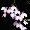 ionopsis paniculata1 2005357427e7c9c70015638829012356 1024 1024 1