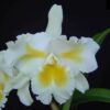 ISLAND CHAYN BLUMEN INSEL MUDA 5 A 10 CM 2 island 2