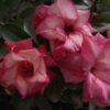 ROSA DO DESERTO TS 16 5 kit 2 mudas enxertadas ts314 ts16 frete gratis D NQ NP 821219 MLB26500601881 122017 F 1