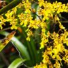 ONCIDIUM OBRYZATUM NBS 3 kit com 5 mudas de orquidea oncidium especies promoco D NQ NP 977509 MLB40781514017 022020 F 1