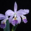 CATTLEYA LABIATA COERULEA X LAELIA PURPURATA WERKHAUSERI MUDA 5 A 10 CM
