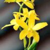 laelia briegeri 1