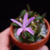 laelia rupicola 1