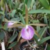 leopoldixnodosa 1 1