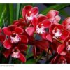 linda orquidea cymbidium ruby sarah gemstone nova D NQ NP 937990 MLB31681440709 082019 F 1