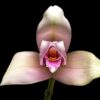 lycaste alma di mi alma x skinneri 3 3500 1