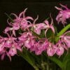 BC. MAIKAI MAYUMI X LC. ISSY MUDA 5 A 10 CM