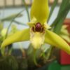 maxilaria porphyrostele3 1