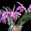 C. MAXIMA - CORTE ADULTO