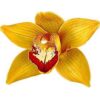 CYMBIDIUM MIGHT MUDA DE 10 A 15 CM 2 might500f amp 1