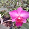 MINI PURPLE X MAHALO JACK X PRIMEIRO AMOR - CORTE ADULTO 2 mini purple x mahalo jack x primeiro amor 1 1 1