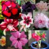 mix rosa enxertada 1