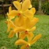 MOKARA YELLOW ADULTA 2 mokara yellow 1