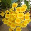 muda de mini orquidea amarela dendrobium agregatum D NQ NP 425701 MLB20392067449 082015 F 2