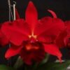 muda de orquidea blc ocoset 1 2