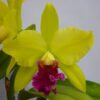 BLC. HAWSERMANNS SIMPHONY ADULTA