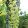 mudas orquidea catasetum 4 bulbos D NQ NP 648814 MLB25730103857 072017 F 1
