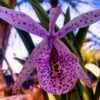 nodosaxbowringiana 1