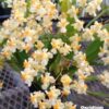 oncidium twinkle D NQ NP 939330 MLB26016549396 092017 F 1