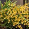 ONCYDIUM SPHACELATUM ADULTA 2 oncidium sphacelatum 300x300 1 1